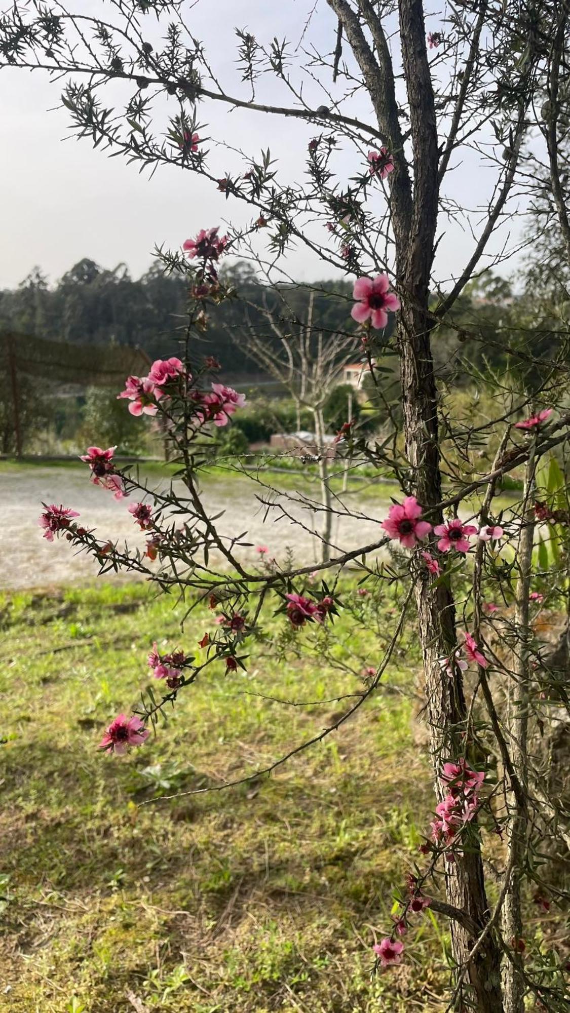 Quinta De Villasete Alpendurada ภายนอก รูปภาพ