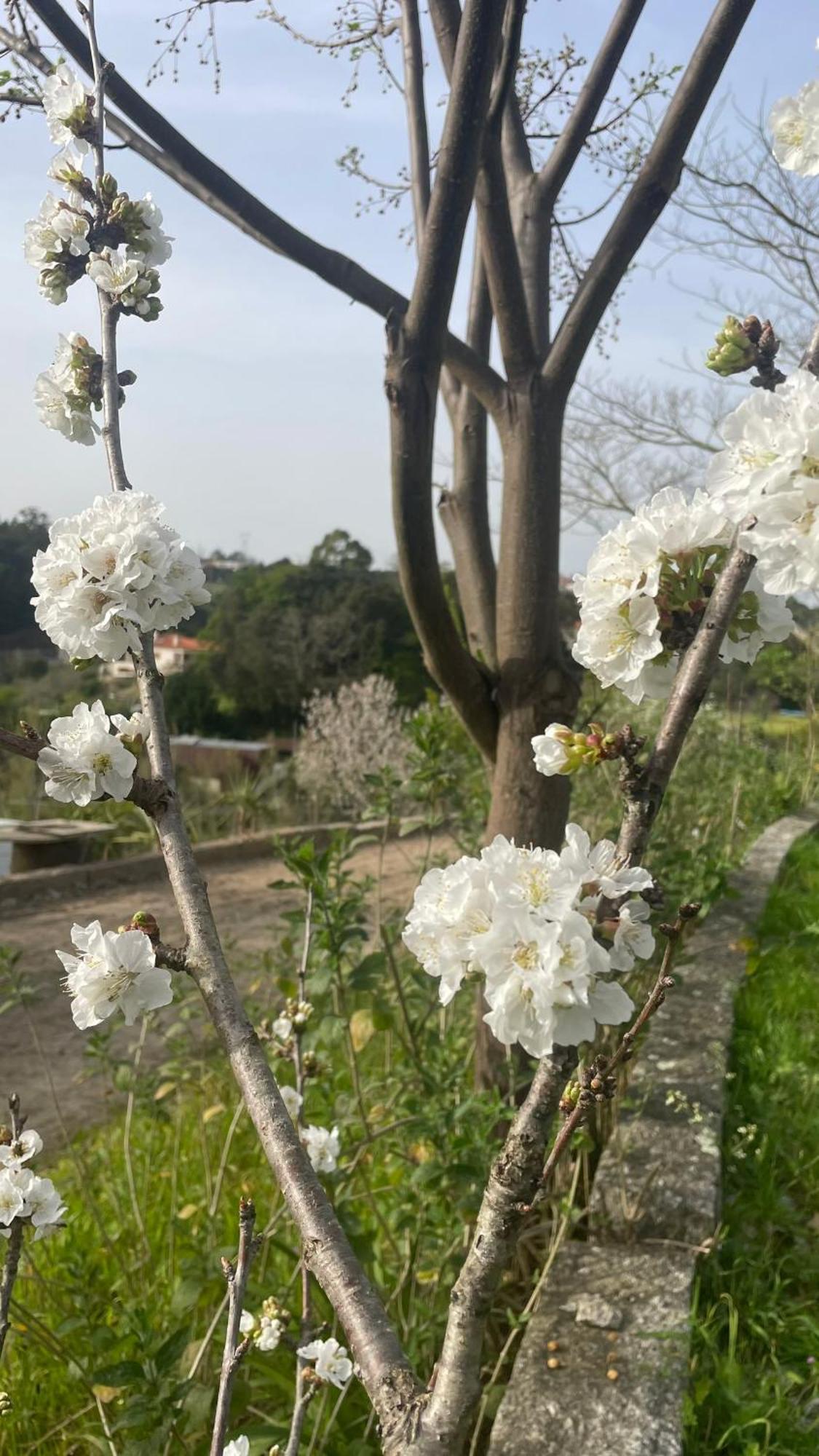 Quinta De Villasete Alpendurada ภายนอก รูปภาพ