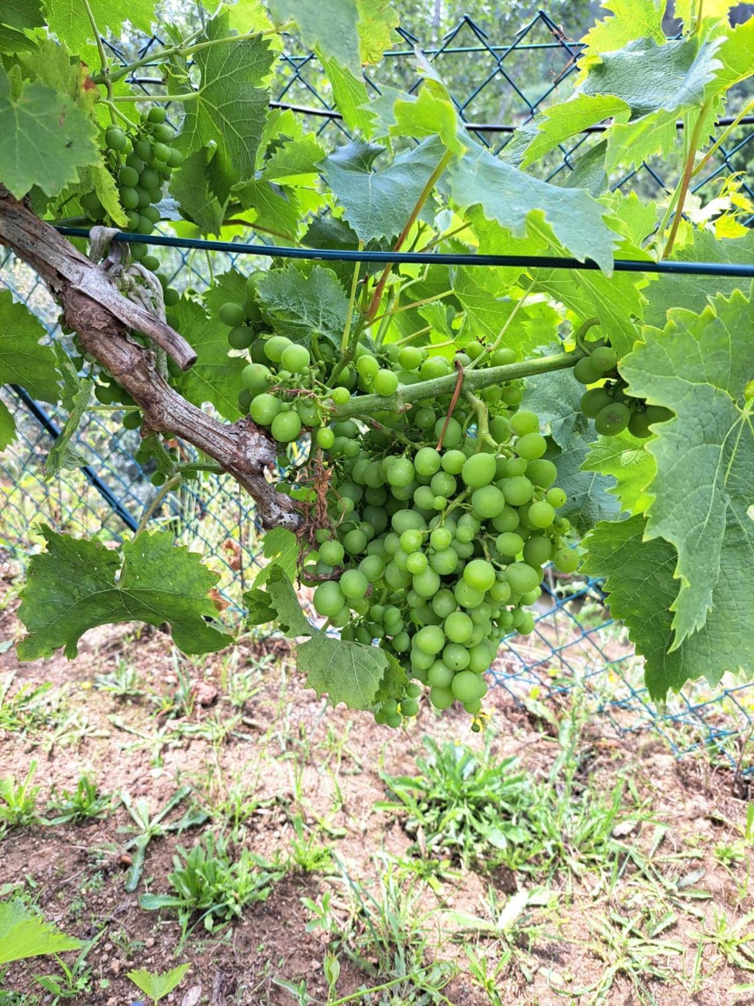 Quinta De Villasete Alpendurada ภายนอก รูปภาพ